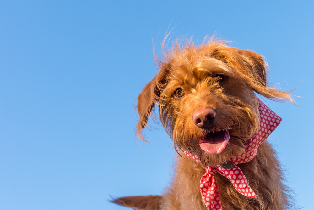 greenvalleyveterinarycarewellnessplans