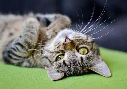 Tabby cat relaxing on back after medication.